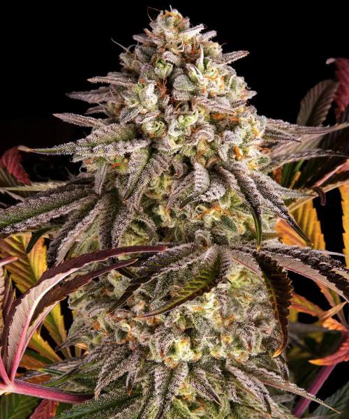 Blue Sunset Sherbert - 3 Seeds Blue Sunset Sherbert - 3 Seeds